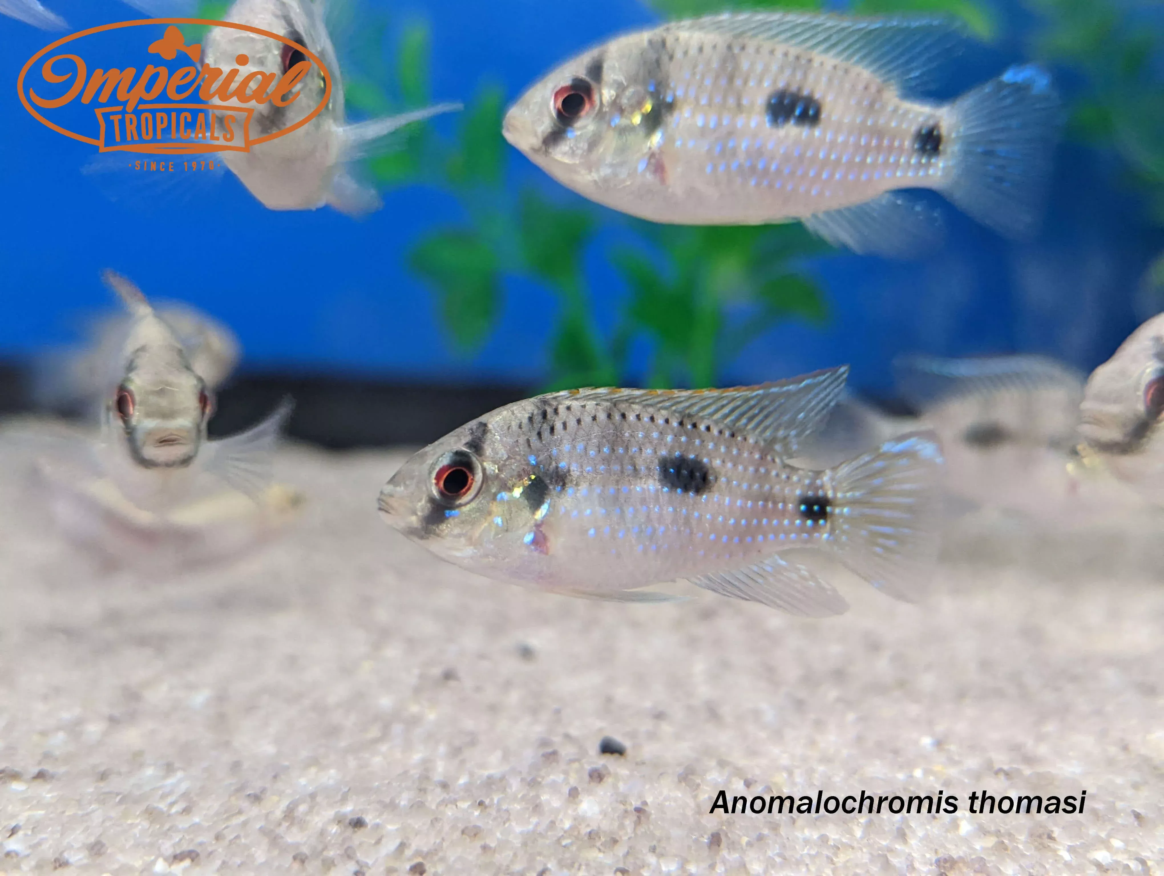 African Butterfly Cichlid (Anomalochromis thomasi)