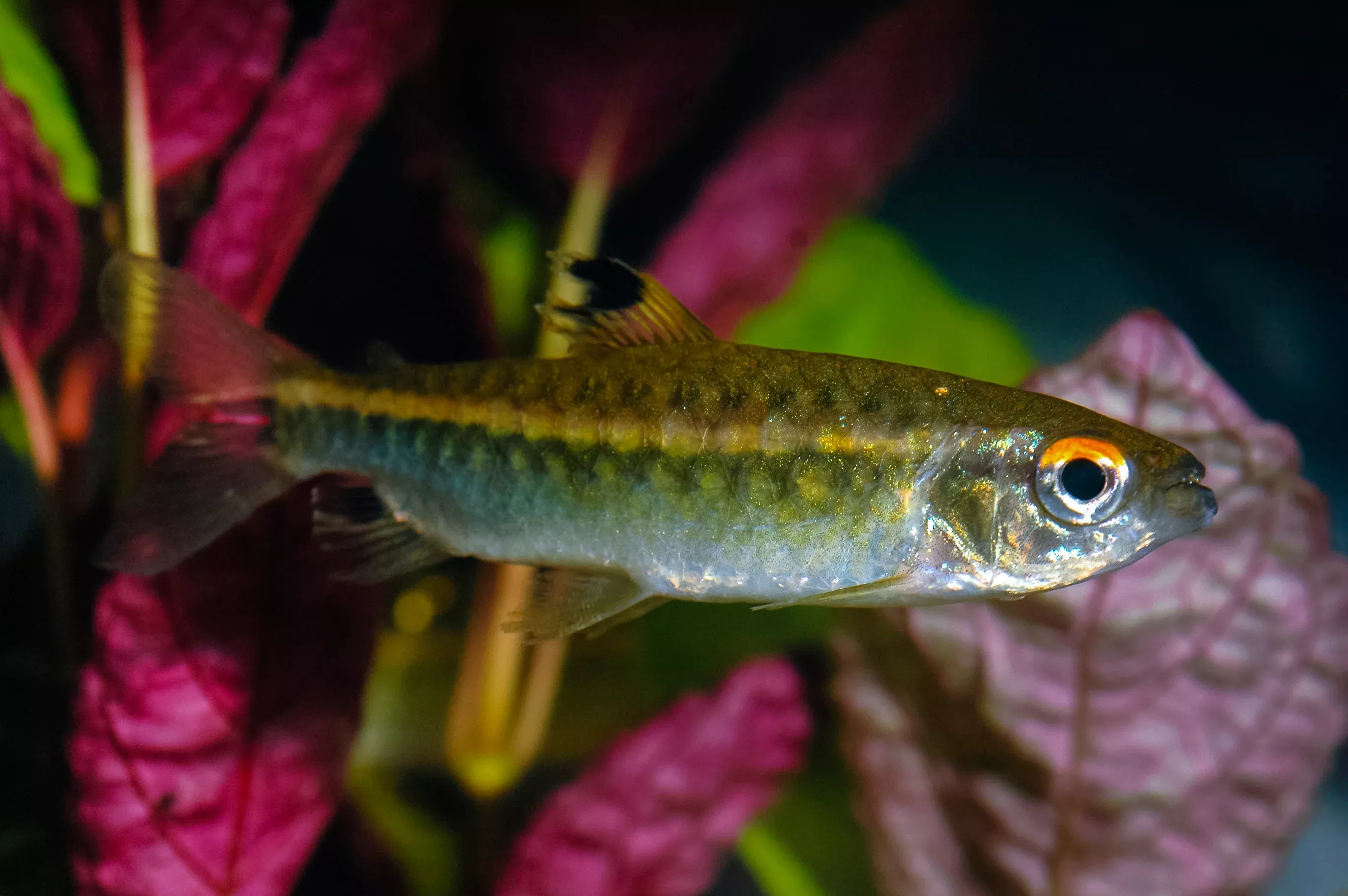 African Red Eye Tetra - L