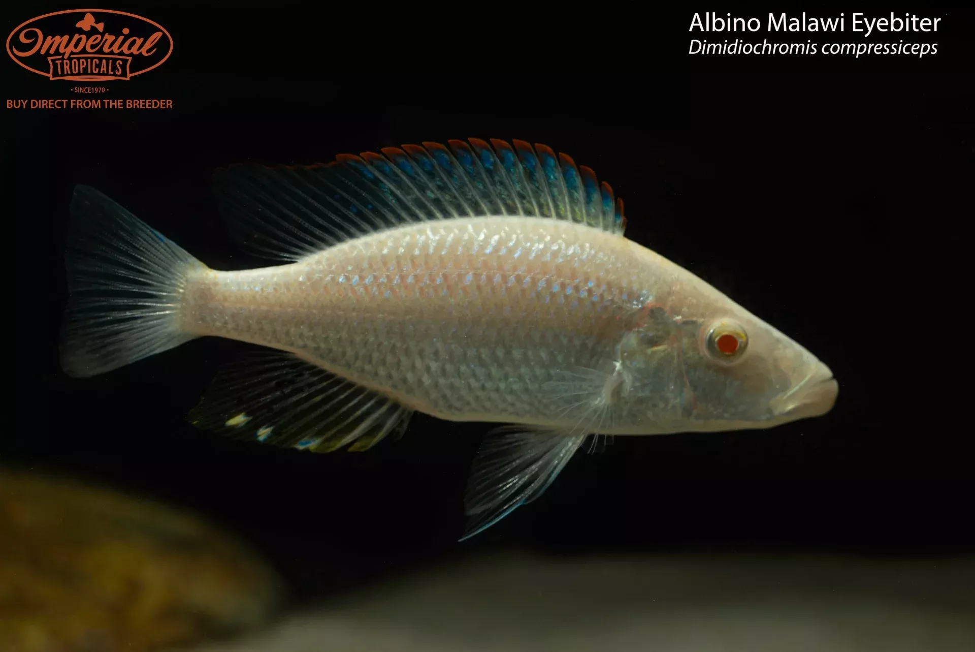 albino-malawi-eyebiter-dimidiochromis-compressiceps Albino Malawi Eyebiter (Dimidiochromis compressiceps)