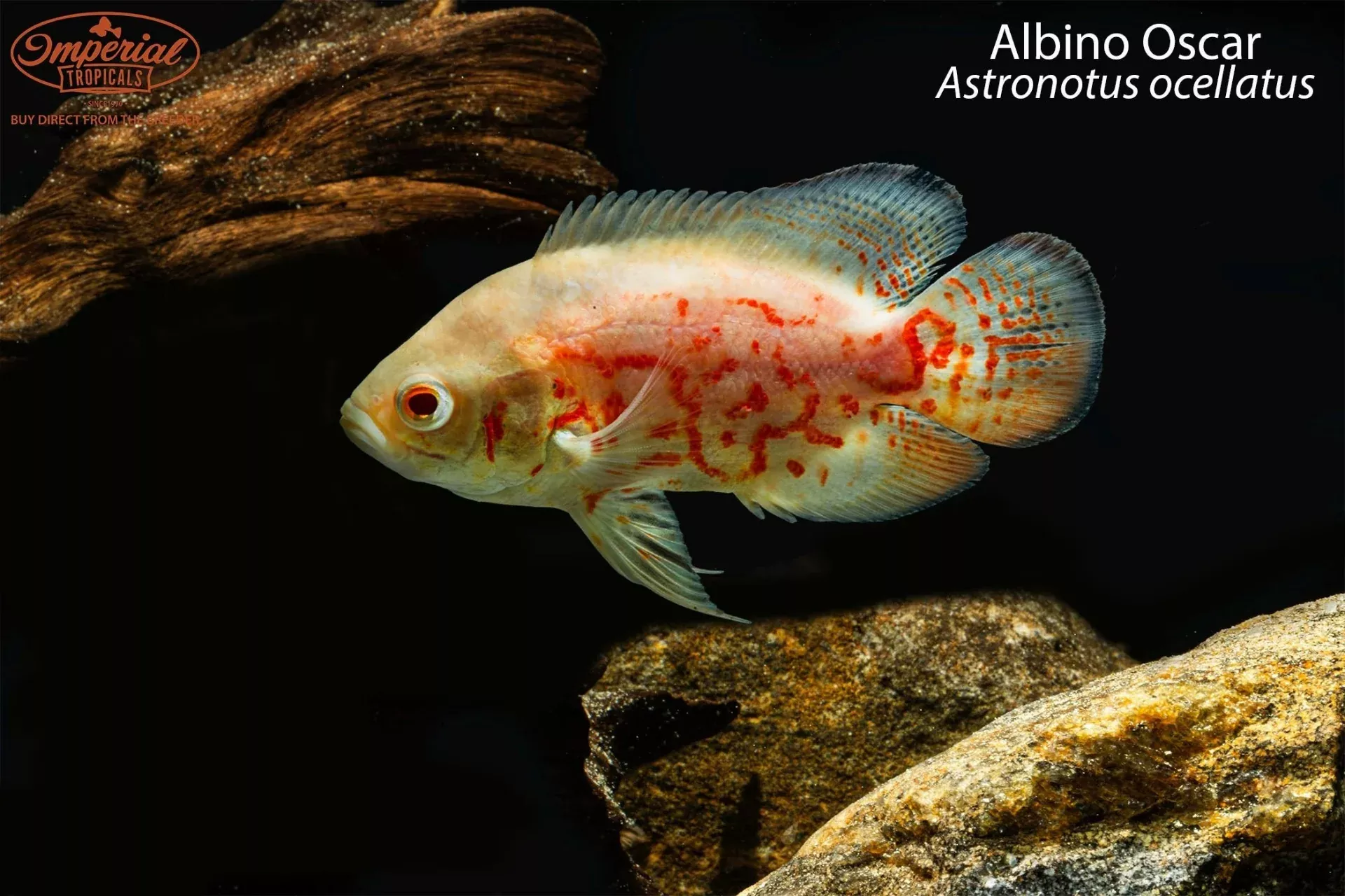albino-oscar-astronotus-ocellatus Albino Oscar (Astronotus ocellatus)