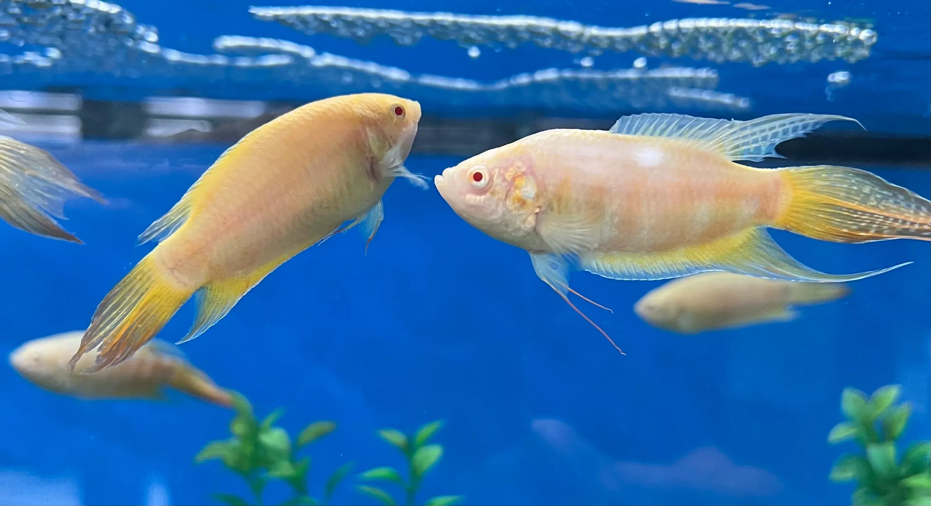 albino-paradise-gourami-macropodus-opercularis Albino Paradise Gourami (Macropodus opercularis)