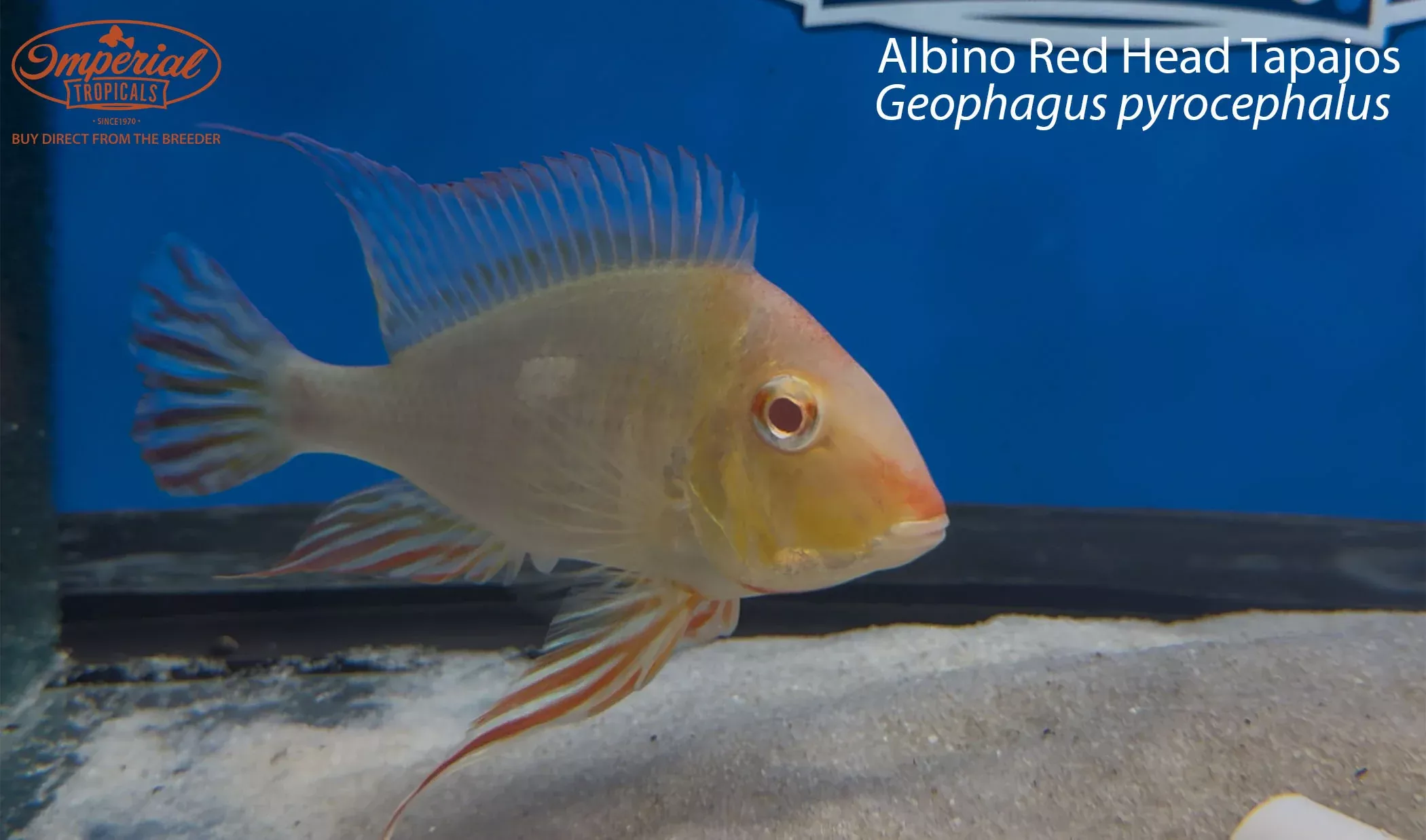 albino-red-head-tapajos-geophagus-pyrocephalus Albino Red Head Tapajos (Geophagus pyrocephalus)