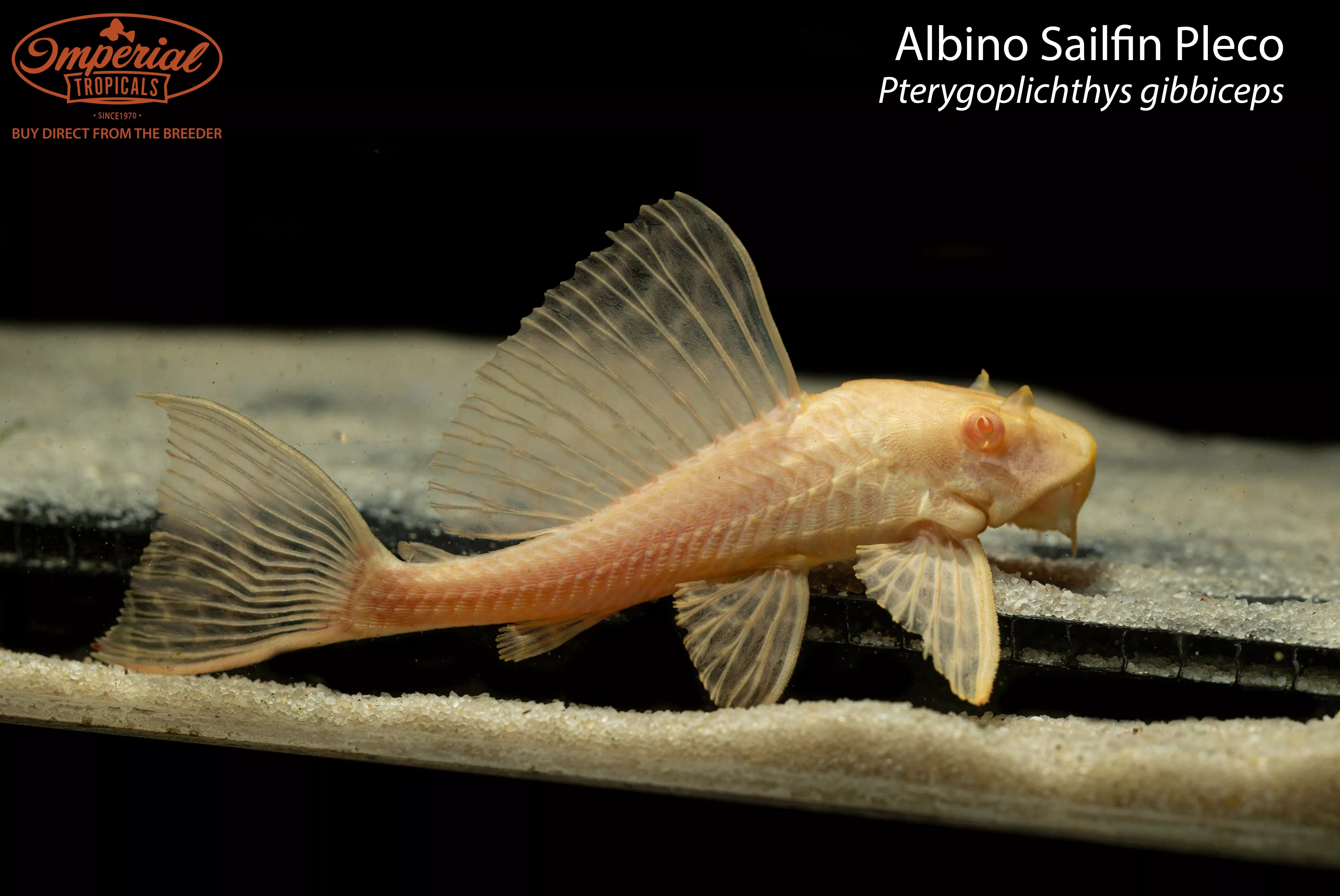 albino-sailfin-pleco-pterygoplichthys-gibbiceps Albino Sailfin Pleco (Pterygoplichthys gibbiceps)