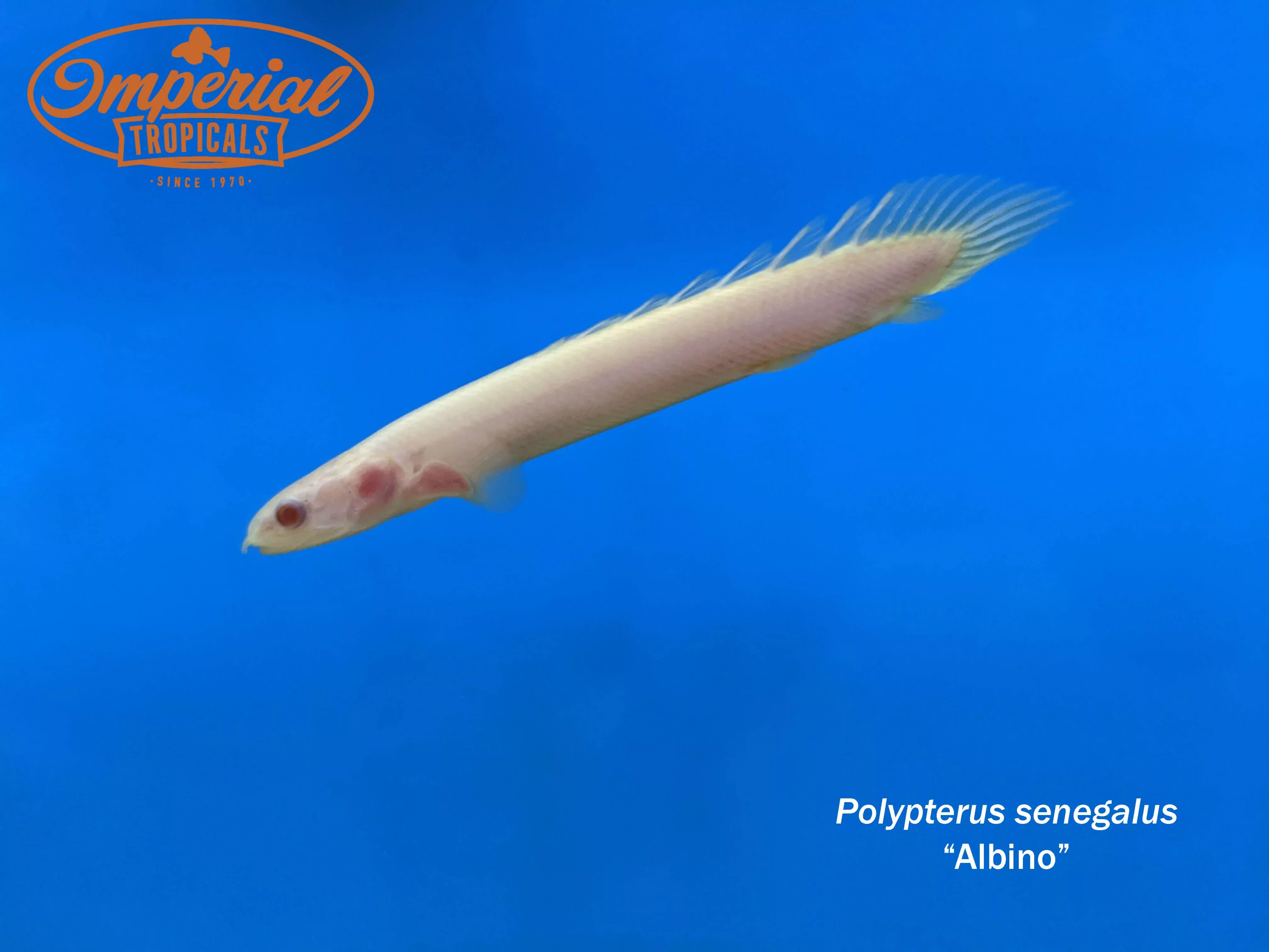 albino-senegal-bichir-polypterus-senegalus Albino Senegal Bichir (Polypterus senegalus)