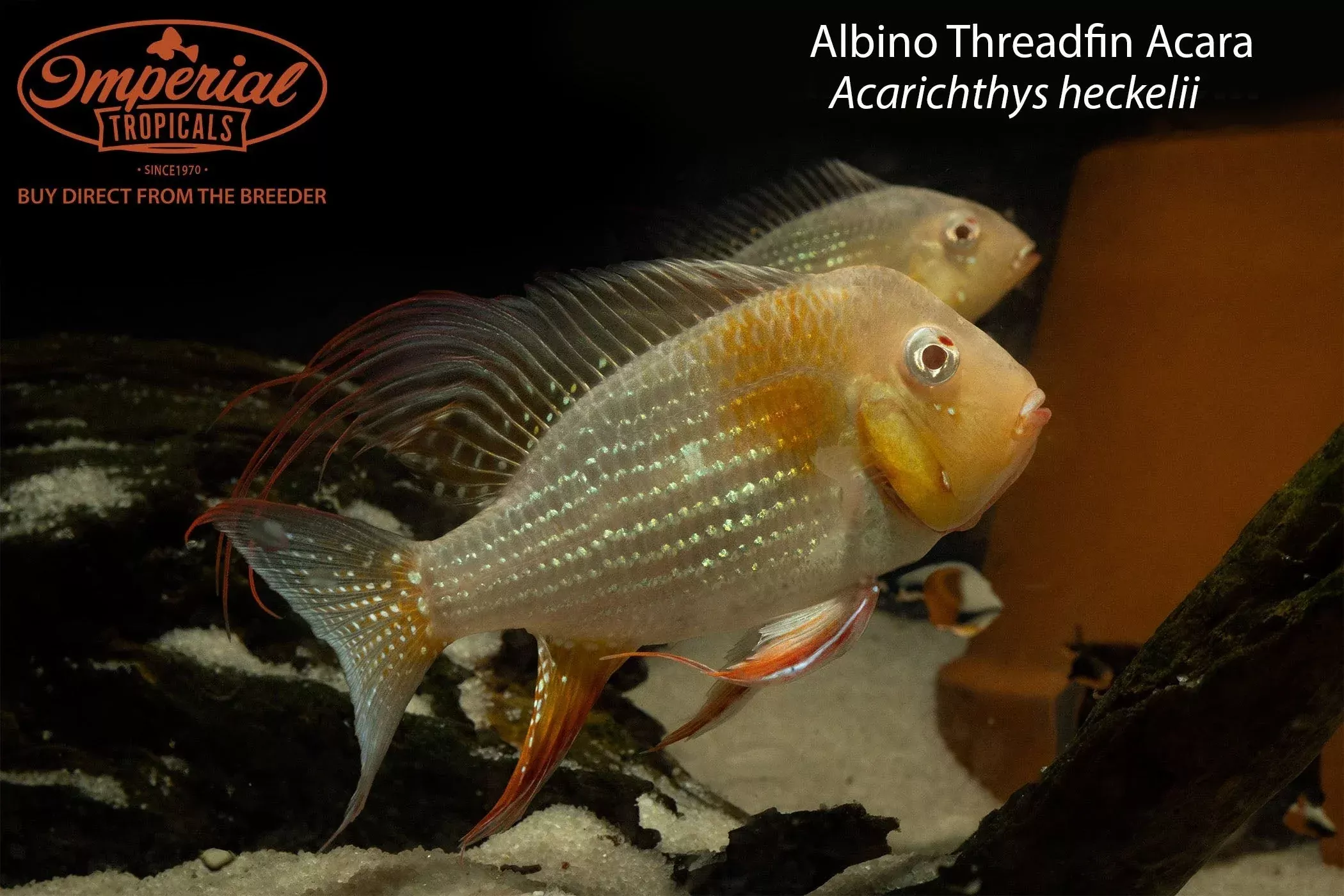 albino-threadfin-acara-acarichthys-heckelii Albino Threadfin Acara (Acarichthys heckelii)
