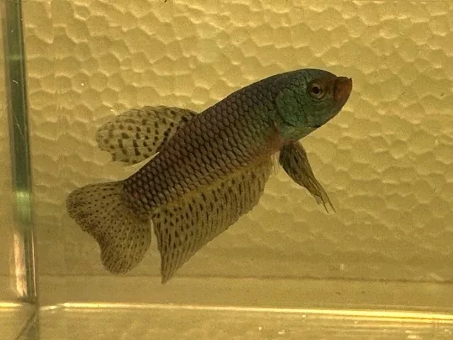 alien-betta Alien Betta