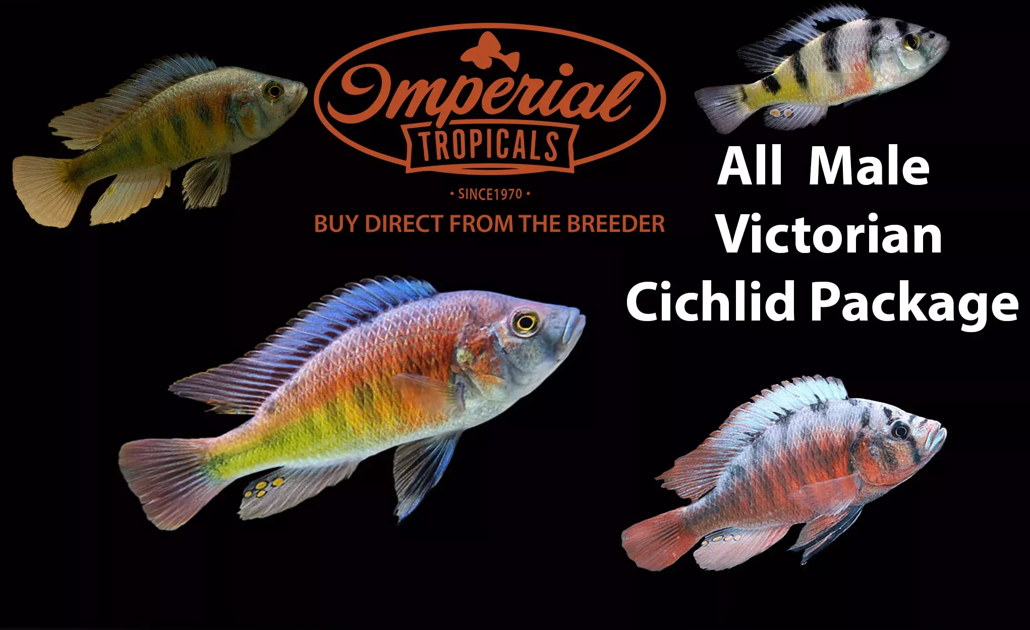 all-male-victorian-cichlid-package All Male Victorian Cichlid Package