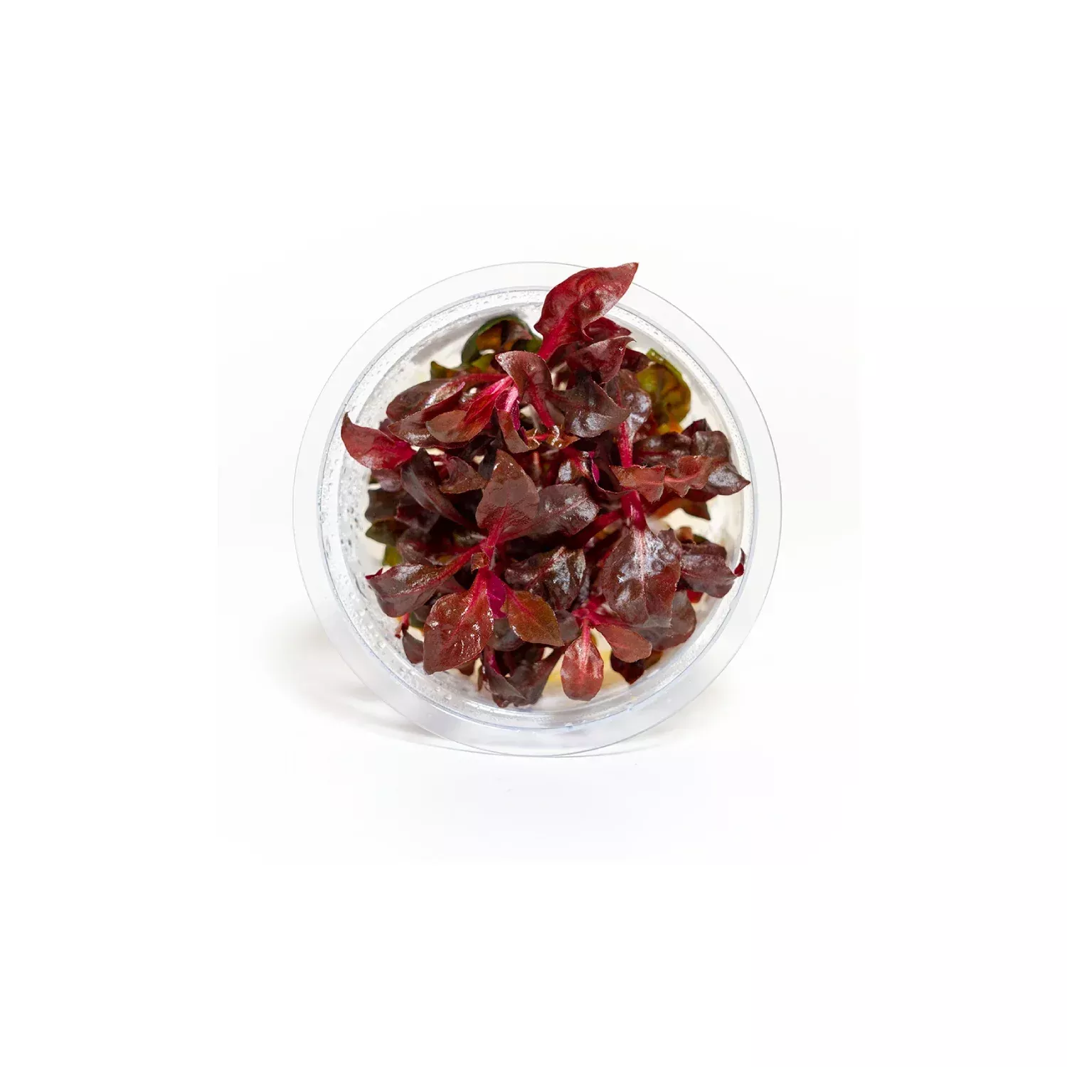 alternanthera-lilacina-tissue-culture Alternanthera Lilacina - Tissue Culture