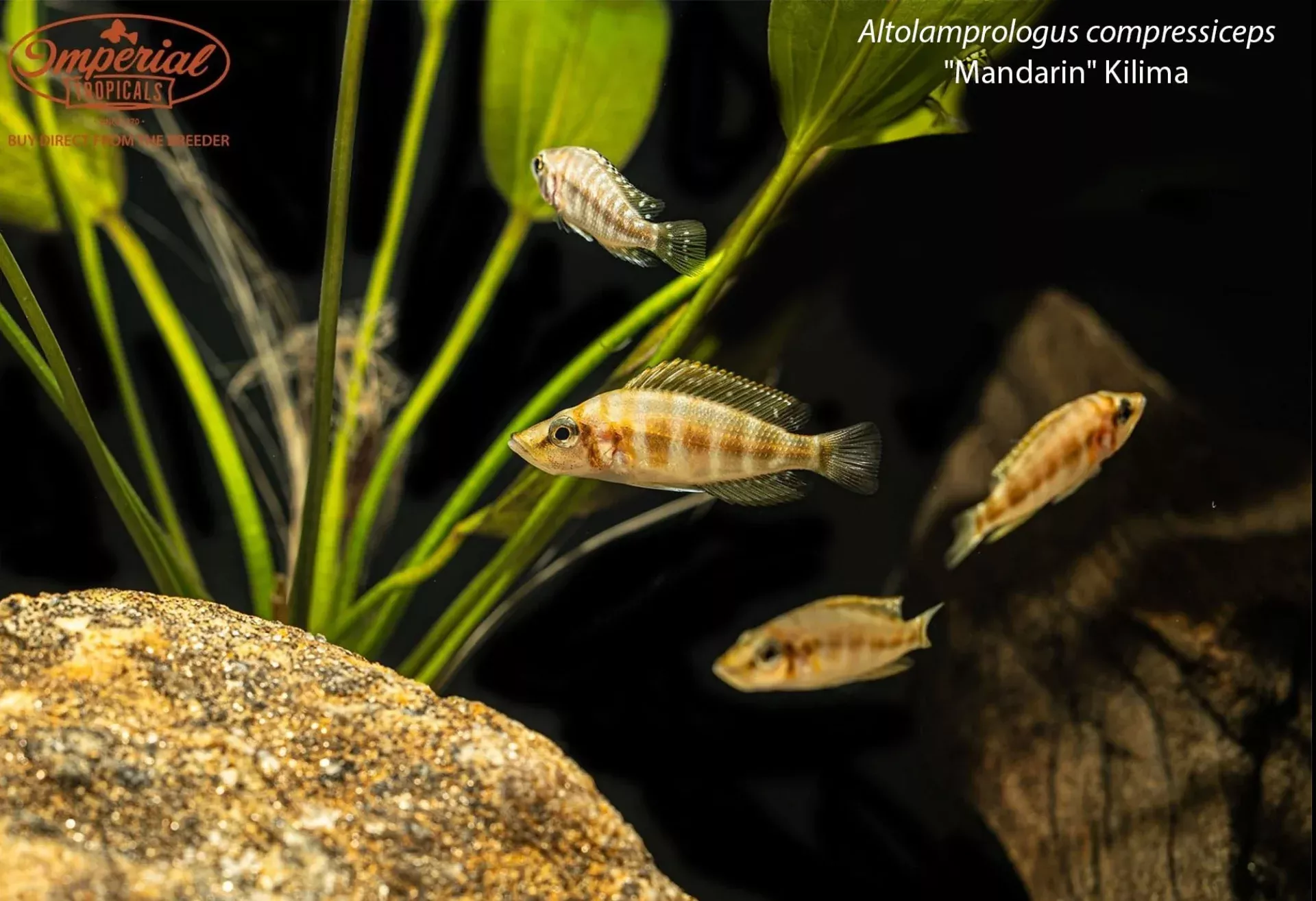 altolamprologus-compressiceps-mandarin-kilima Altolamprologus compressiceps "Mandarin" Kilima