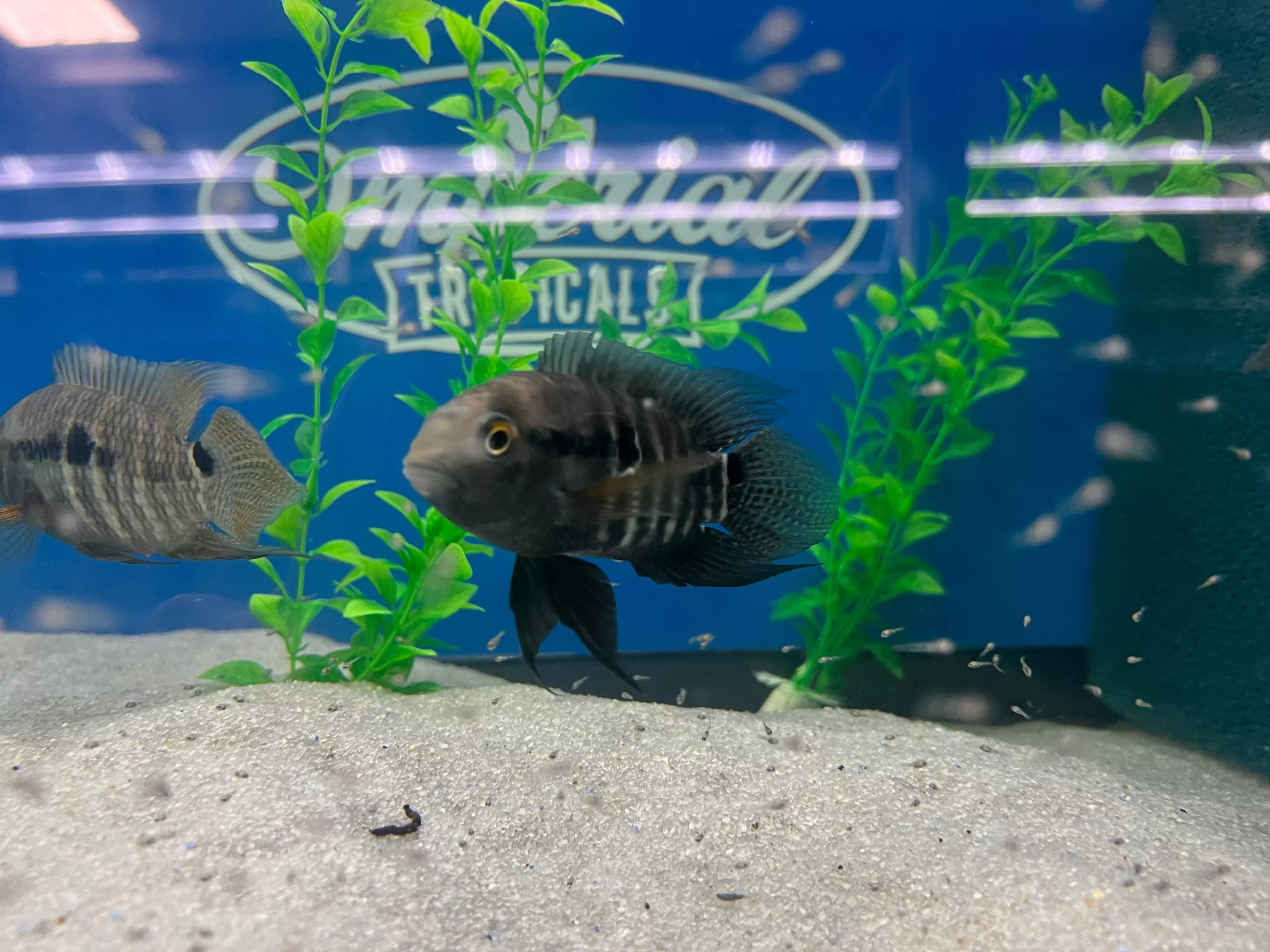 Amazon Cichlid (Cichlasoma amazonarum)