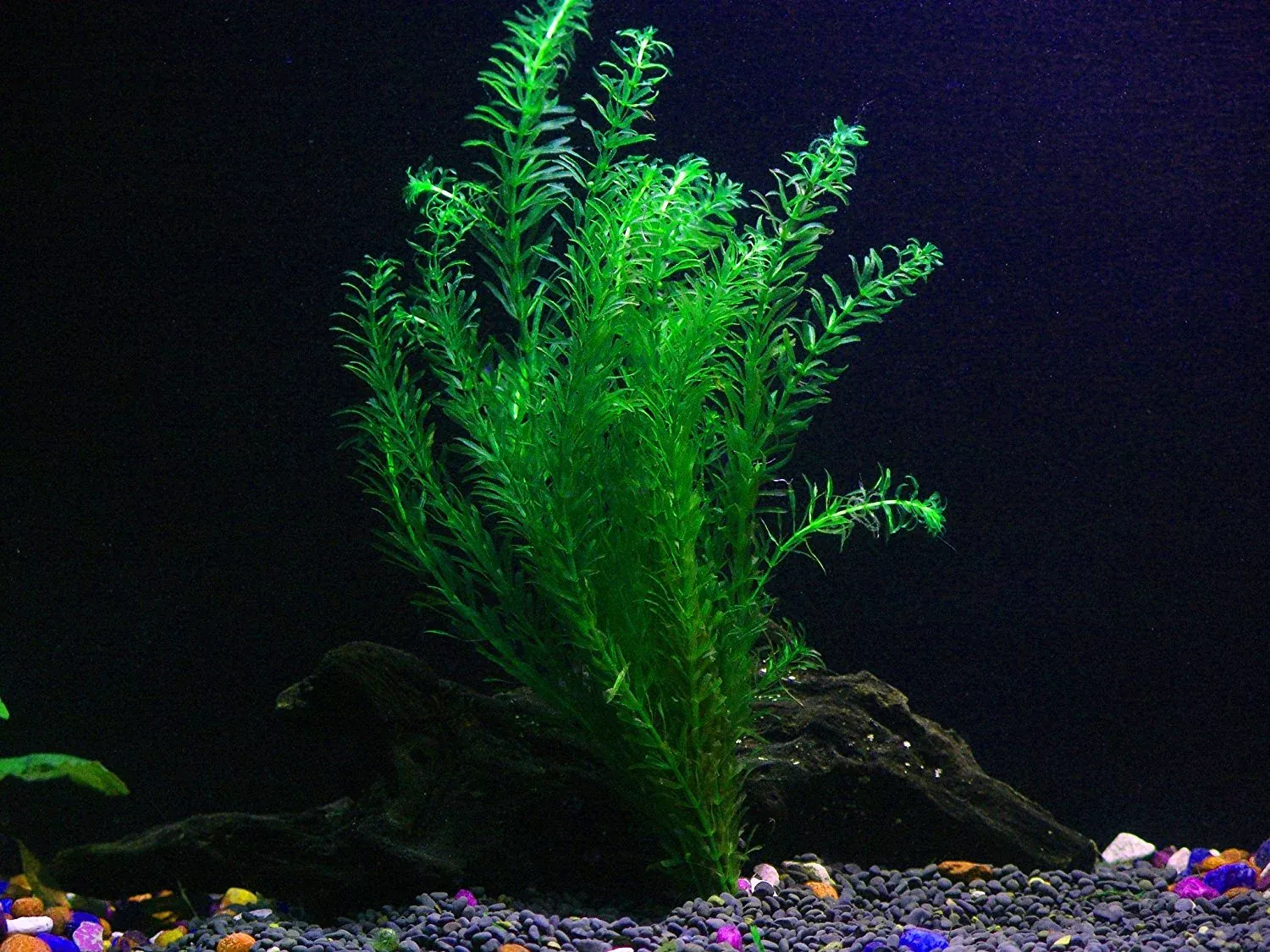 anacharis-bunch-5-7-stems-easy-aquatic-plant Anacharis Bunch – 5-7 Stems – Easy Aquatic Plant