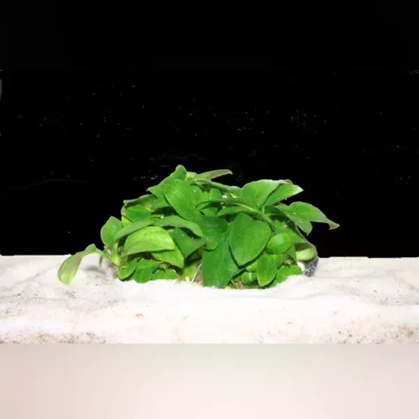anubias-nana-petite Anubias Nana Petite