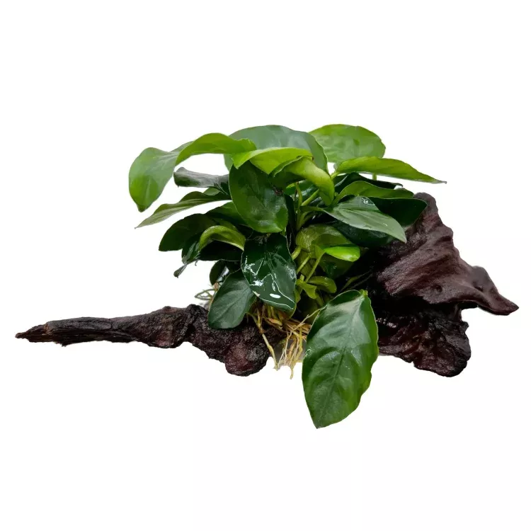 anubias-on-driftwood Anubias on driftwood