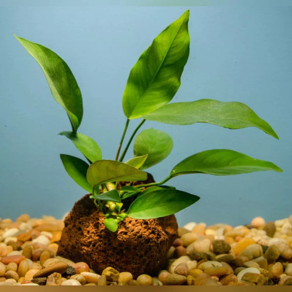 anubias-on-lava-stone Anubias on Lava Stone