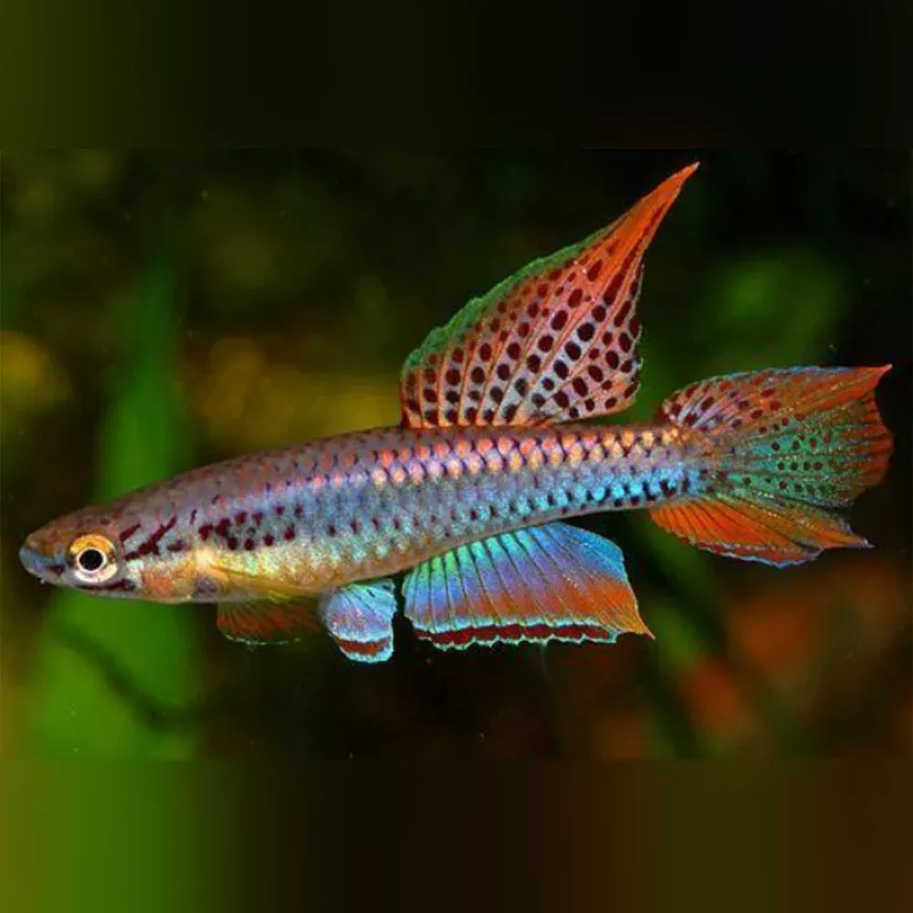 aphysosemion-bivittatum-killifish-male Aphysosemion bivittatum Killifish - Male