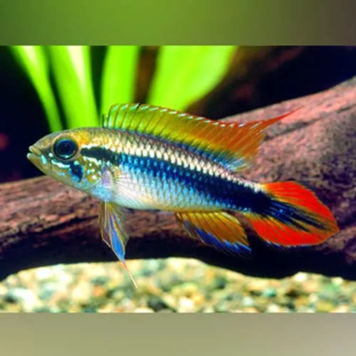apistogramma-agassizi-double-red-male Apistogramma Agassizi Double Red - Male