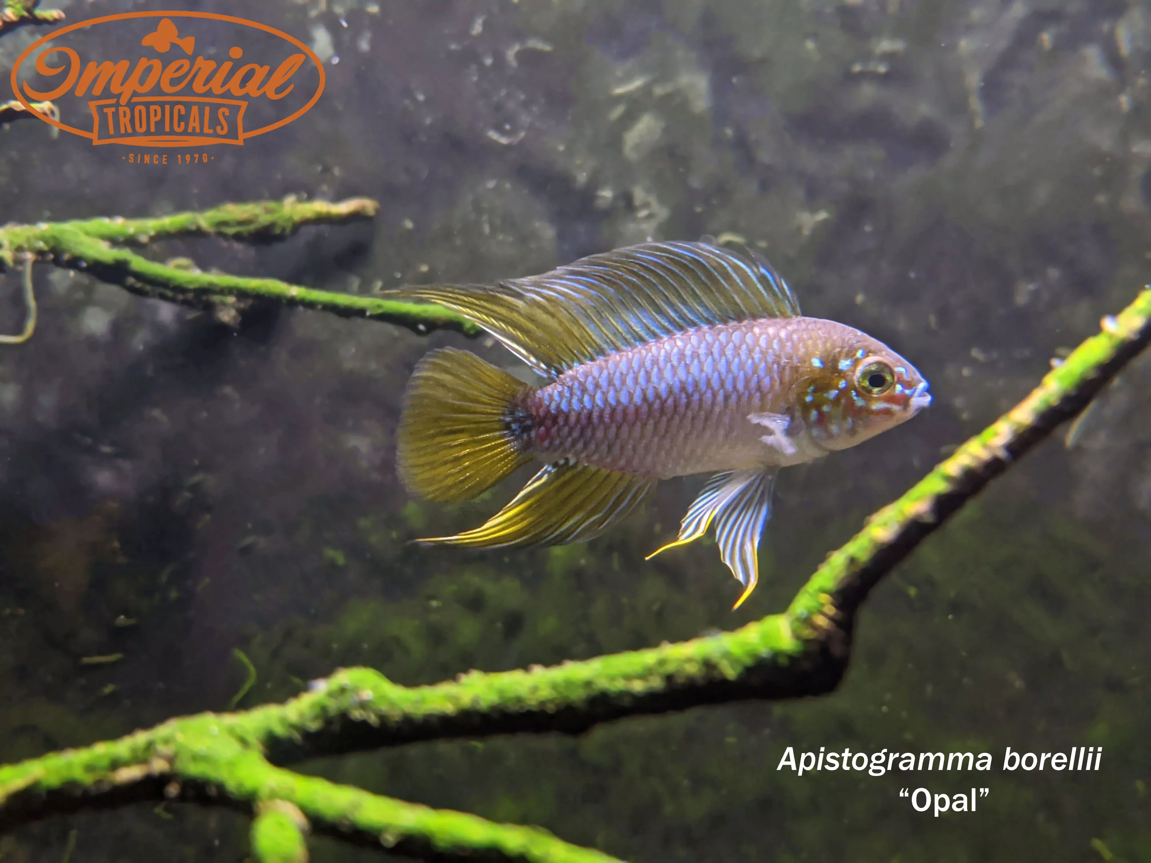 apistogramma-borellii-opal Apistogramma borellii "Opal"