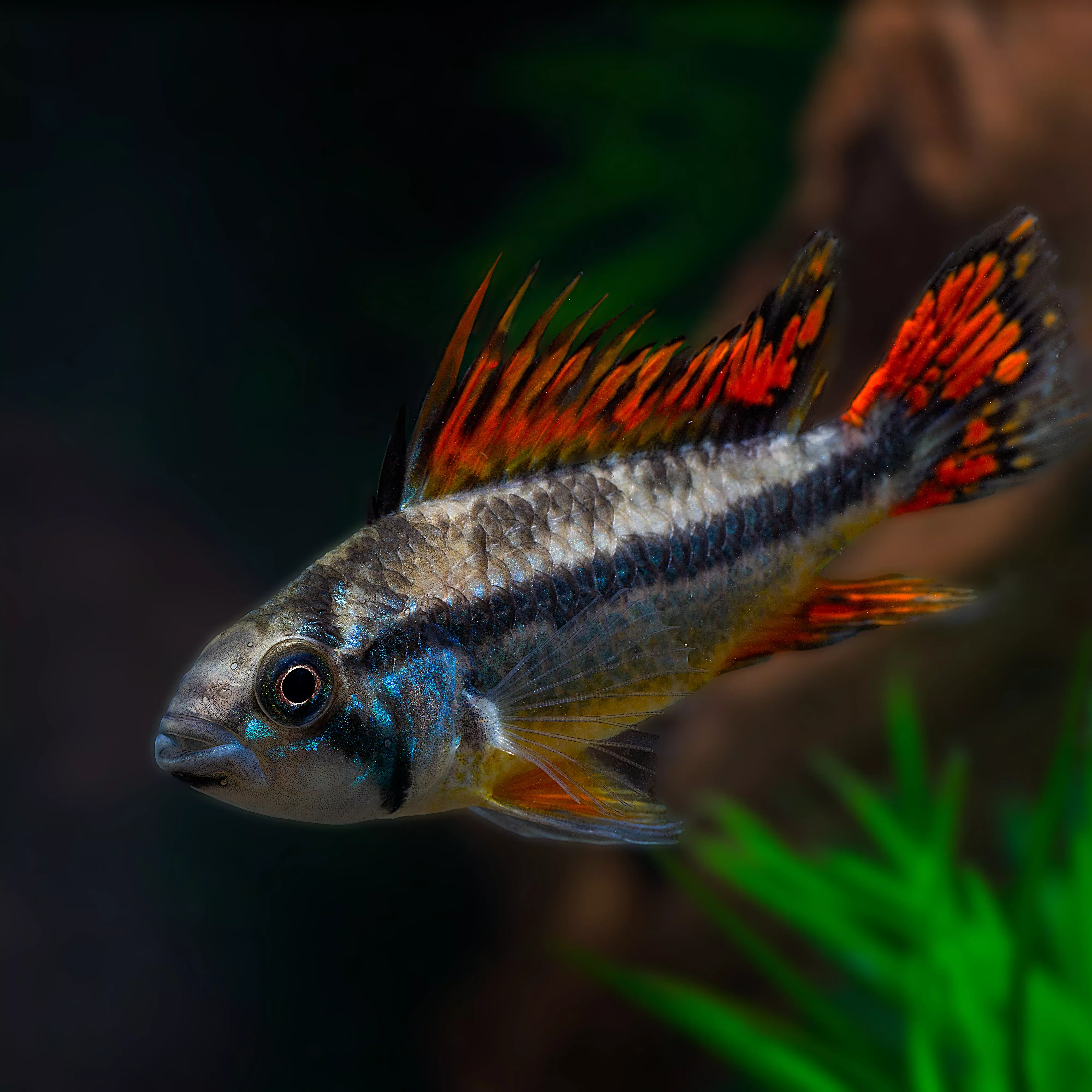 Apistogramma Cacatuoides Mega Red