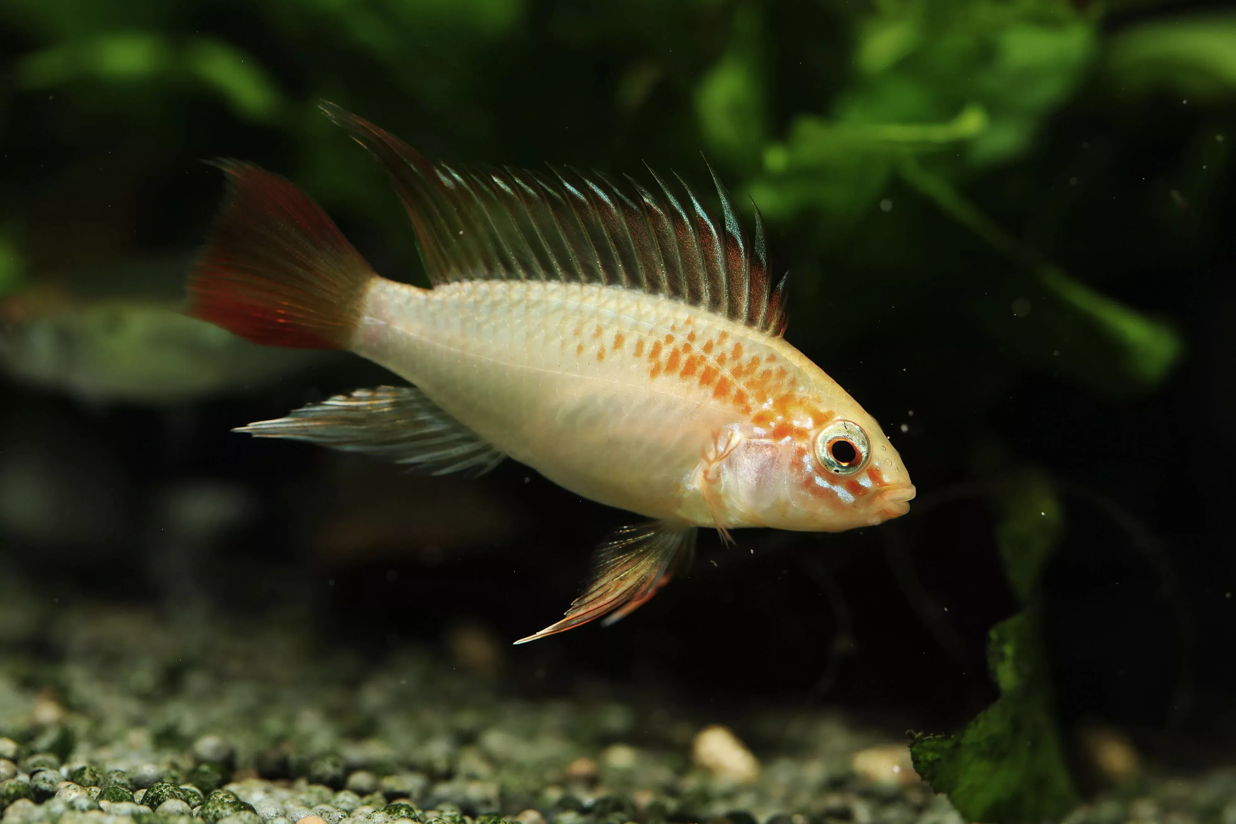 apistogramma-viejita-sunshine-pair Apistogramma Viejita Sunshine PAIR
