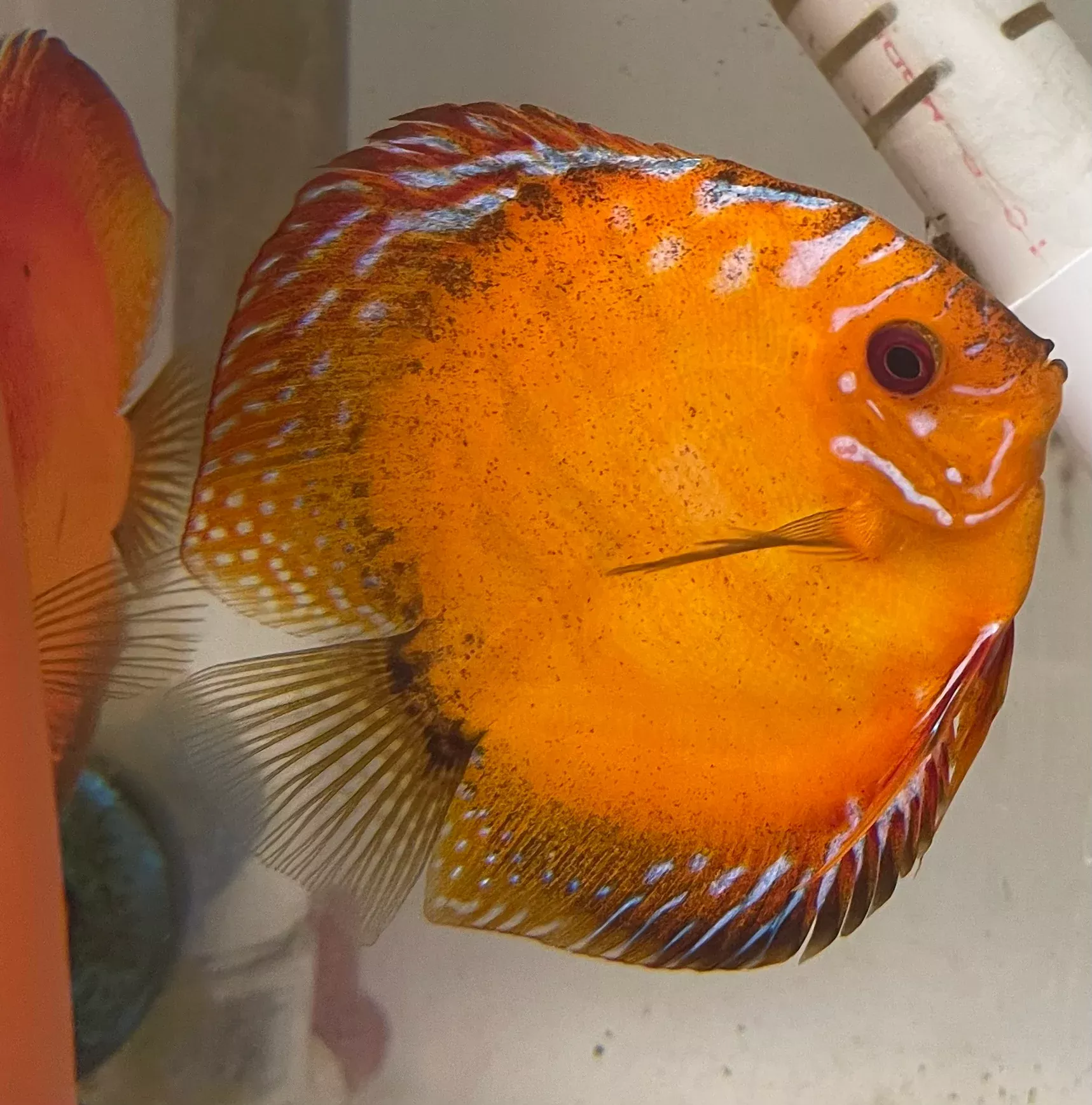 apricot-discus-symphysodon-aequifasciata Apricot Discus (Symphysodon aequifasciata)