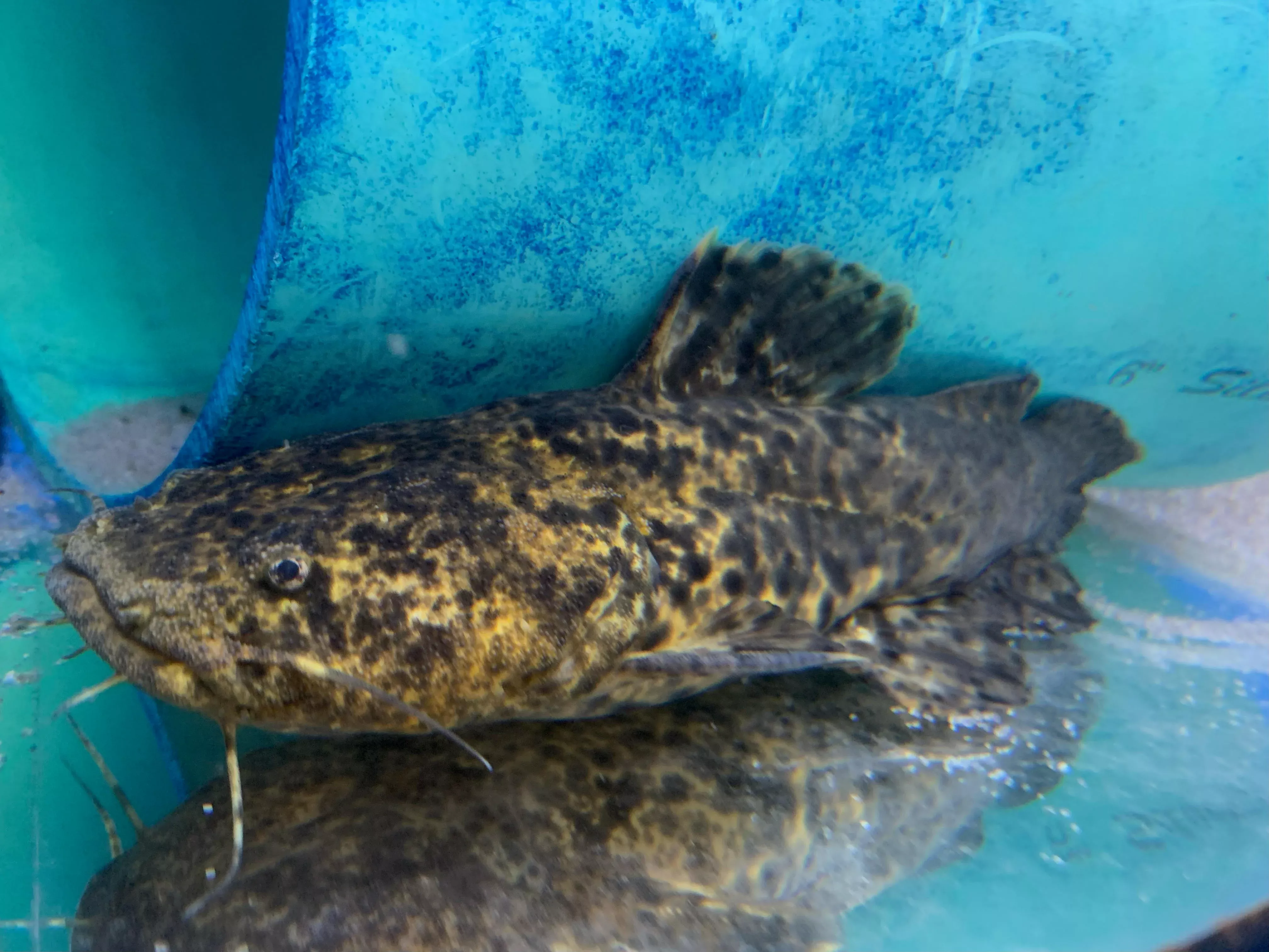 apure-jelly-catfish-cephalosilurus-apurensis Apure Jelly Catfish (Cephalosilurus apurensis)