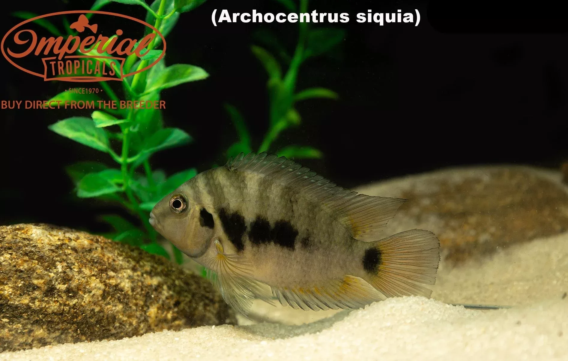 archocentrus-siquia-rio-bagrace Archocentrus siquia"Rio Bagrace"