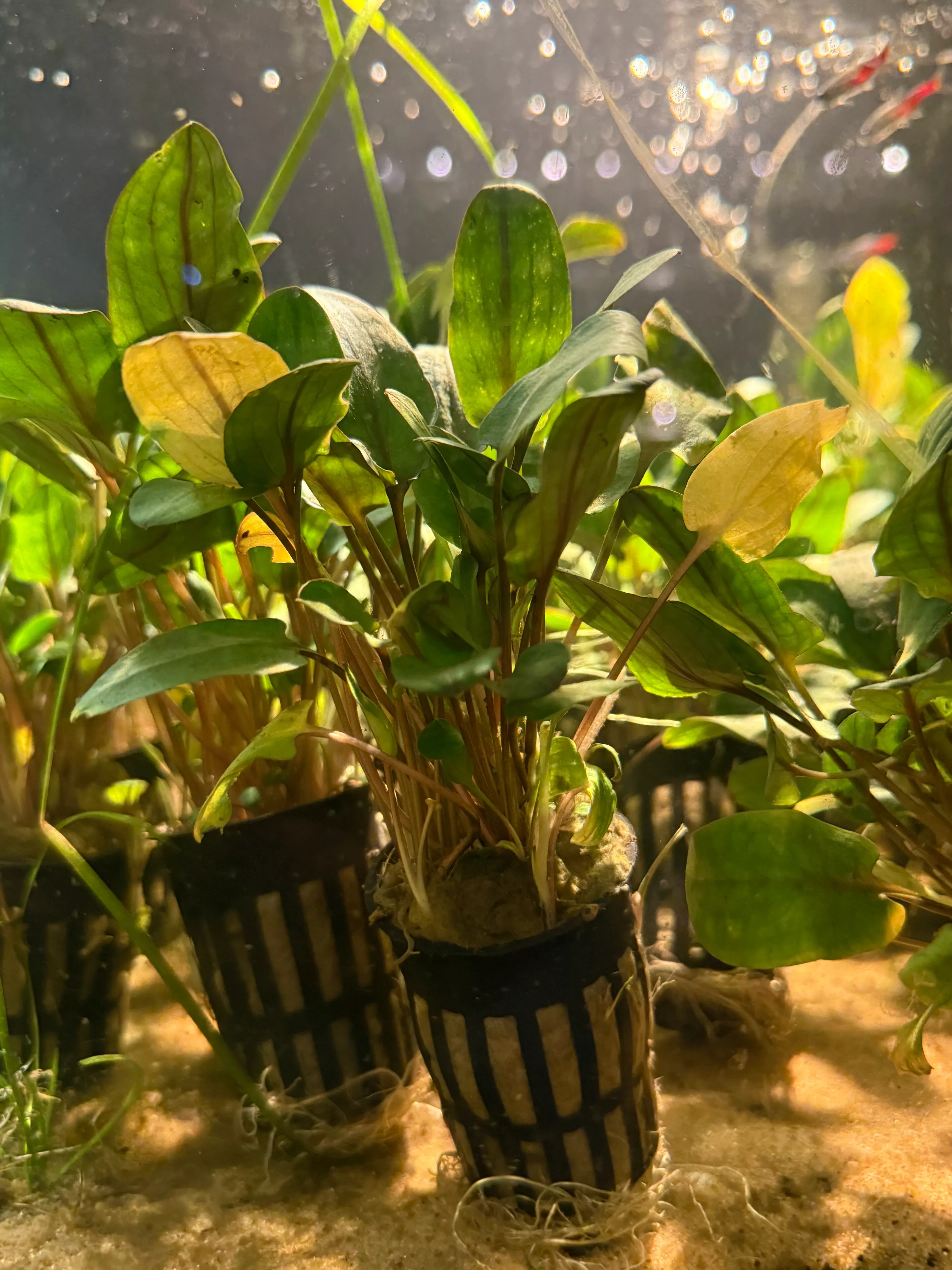 Aridarum Caulescens - Pot
