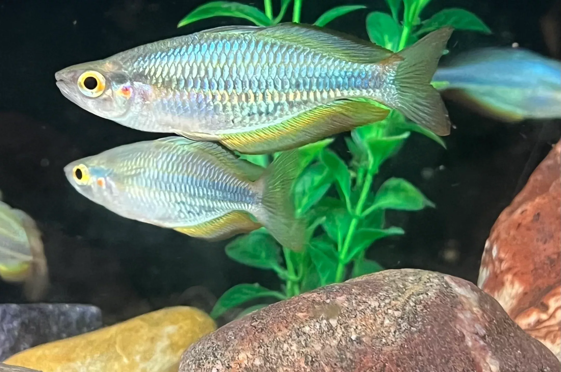 aru-rainbowfish-melanotaenia-picta Aru Rainbowfish (Melanotaenia picta)