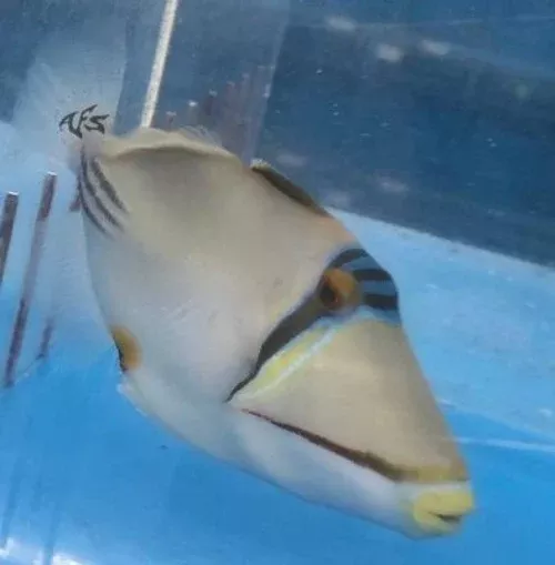 assassi-triggerfish Assassi Triggerfish