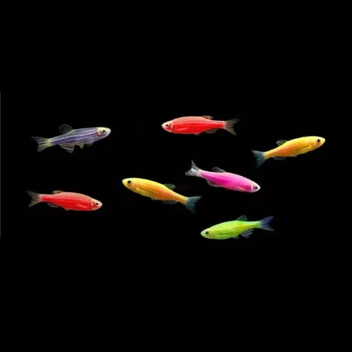 Assorted Glofish Danio