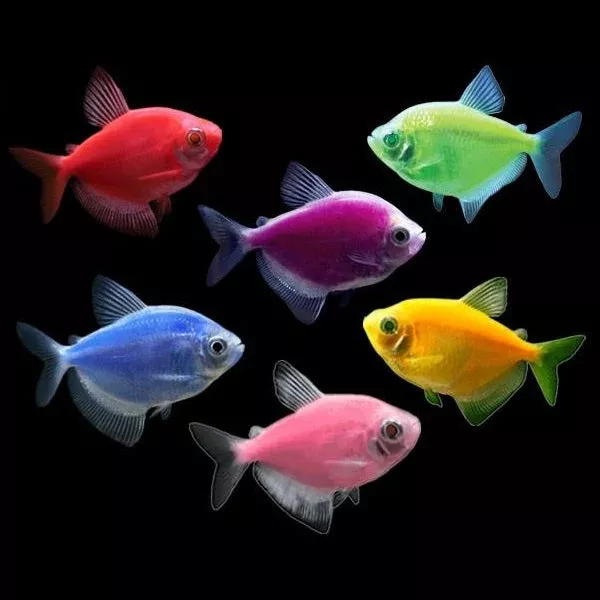 assorted-glofish-tetra Assorted GloFish Tetra