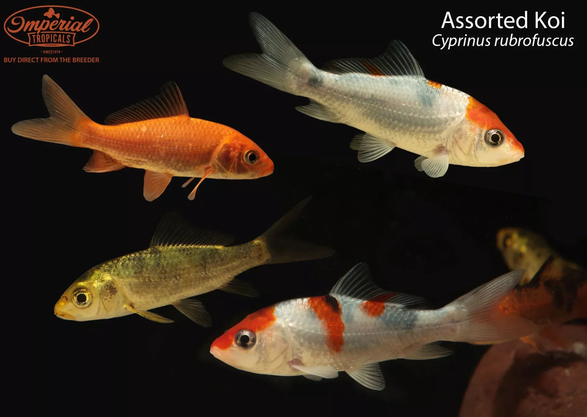 assorted-koi-cyprinus-rubrofuscus Assorted Koi (Cyprinus rubrofuscus)