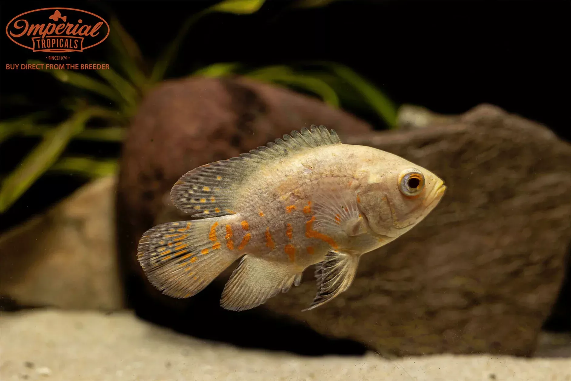 assorted-oscar-astronotus-ocellatus Assorted Oscar (Astronotus ocellatus)