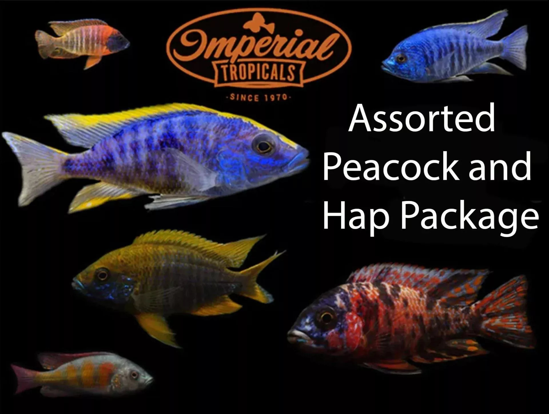assorted-peacock-hap-cichlid-package Assorted Peacock/Hap Cichlid Package