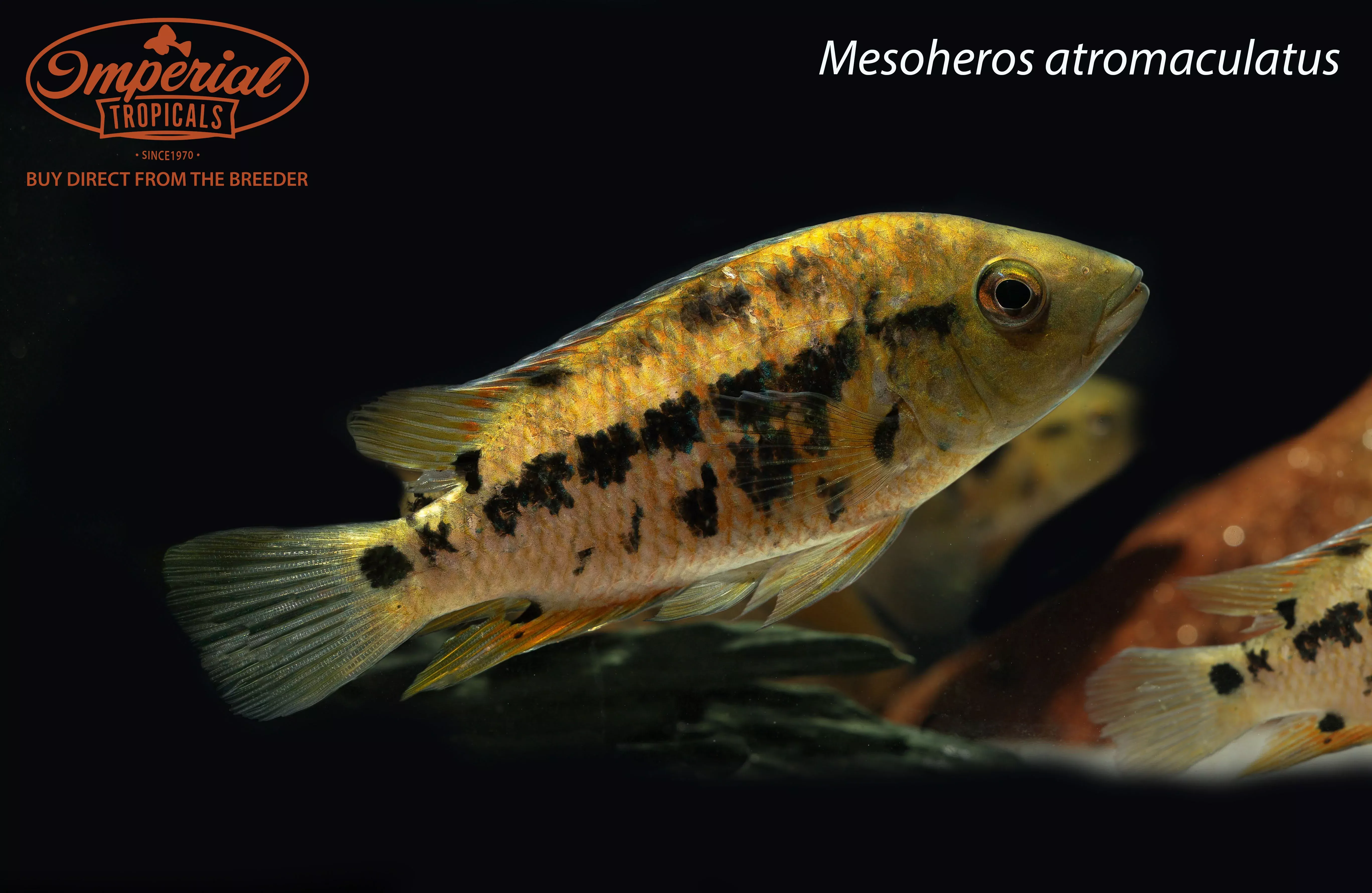 Atromaculatus Cichlid (Mesoheros atromaculatus)
