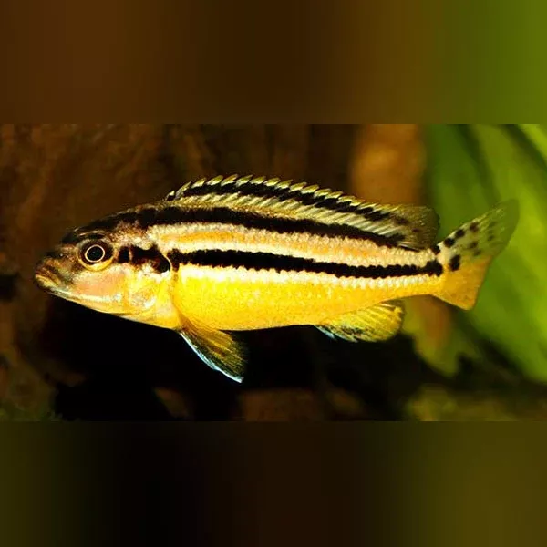 auratus-cichlid Auratus Cichlid