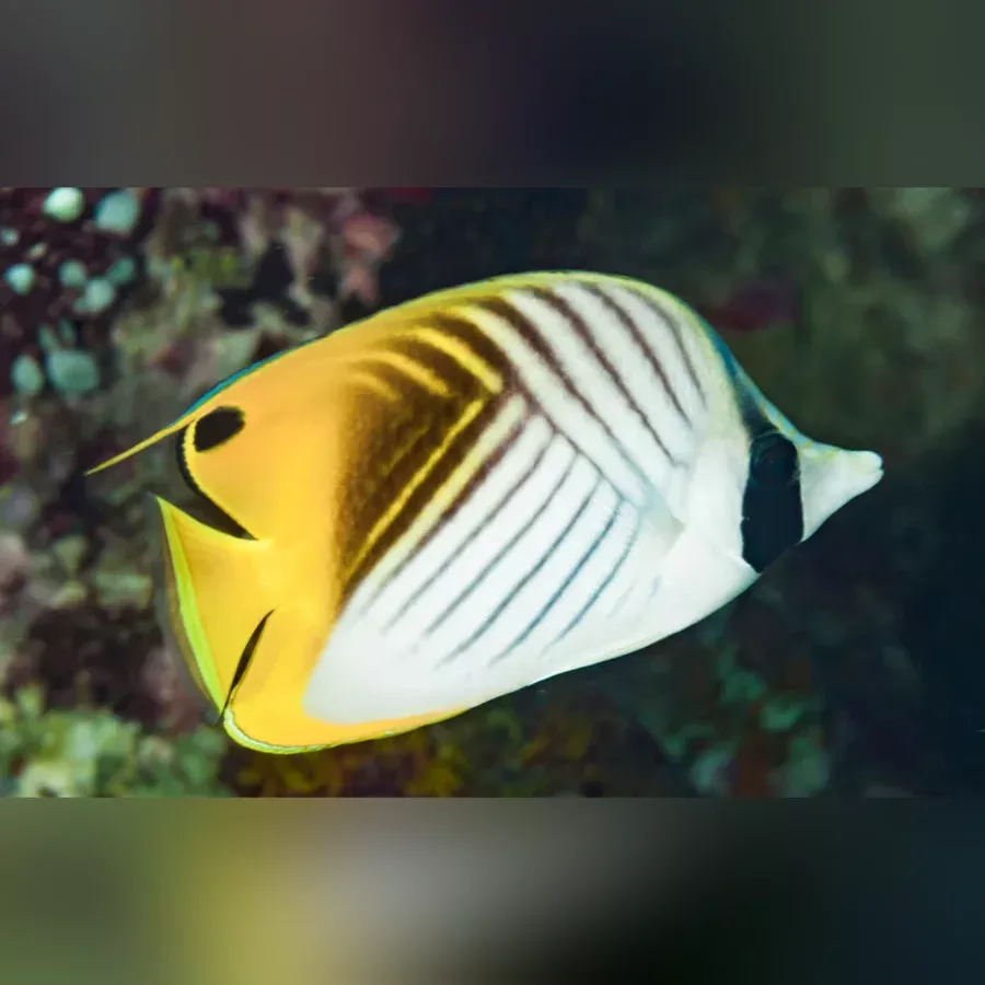 auriga-threadfin-butterflyfish Auriga Threadfin Butterflyfish