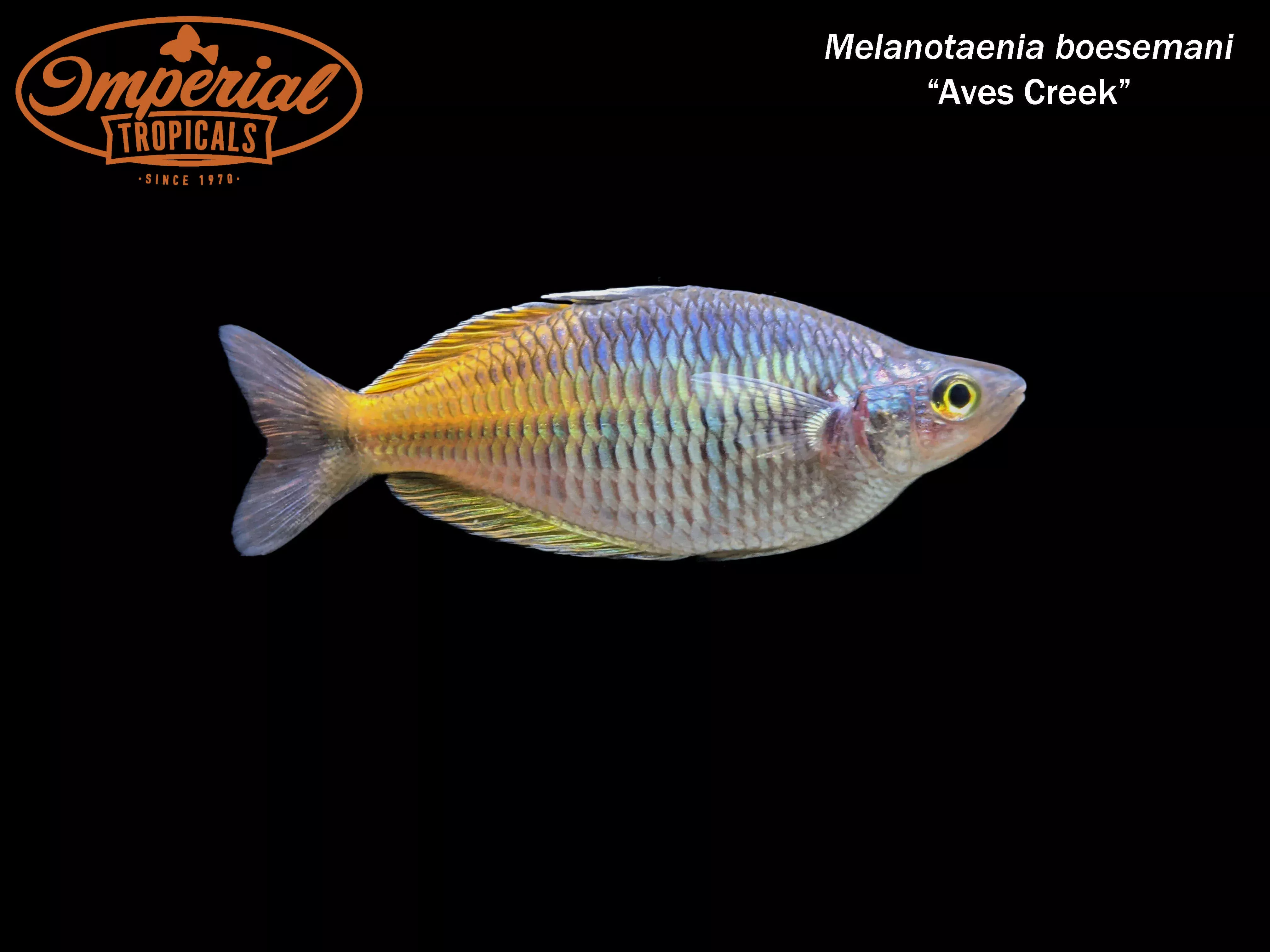 aves-creek-boesemani-rainbowfish-melanotaenia-boesemani Aves Creek Boesemani Rainbowfish (Melanotaenia boesemani)