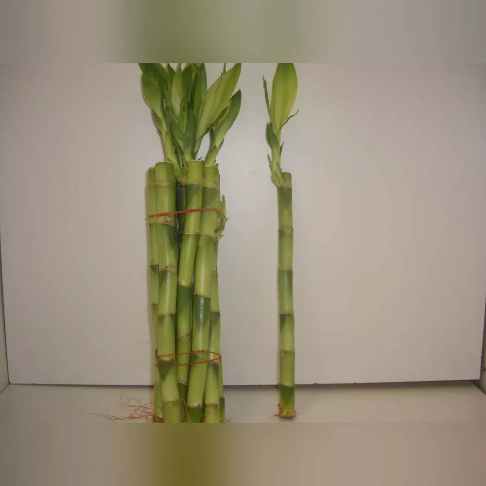 bamboo Bamboo