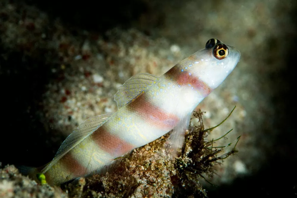 banded-prawn-goby Banded Prawn Goby