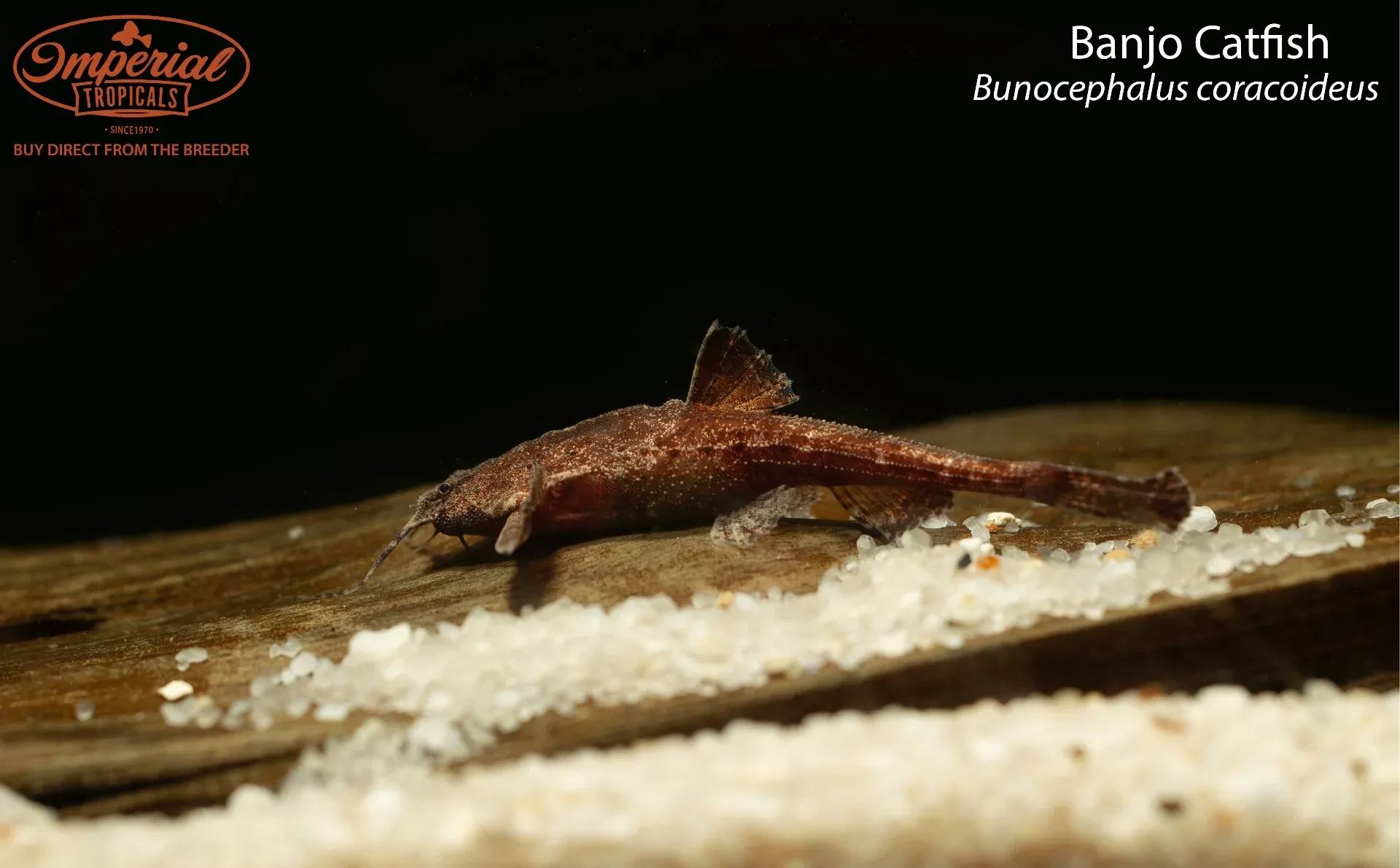 banjo-catfish-bunocephalus-coracoideus Banjo Catfish (Bunocephalus coracoideus)