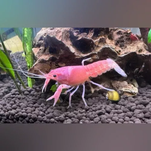 barbie-pink-lobster Barbie Pink Lobster