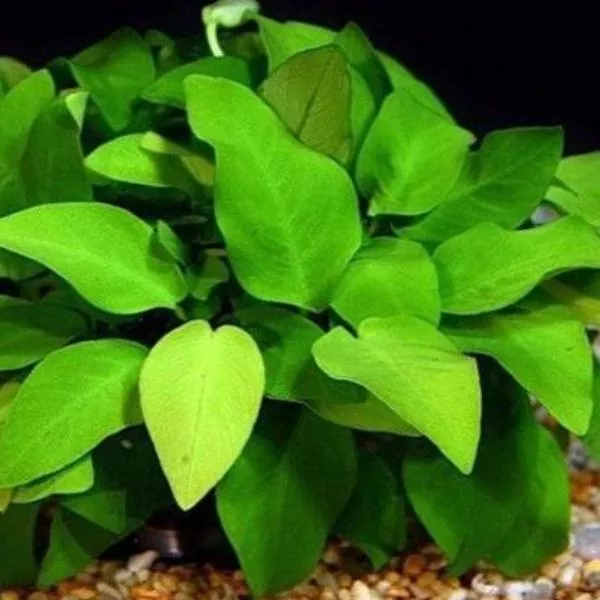 barteri-anubias Barteri Anubias