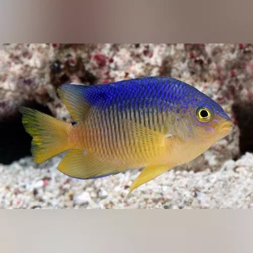 beau-gregory-damselfish Beau Gregory Damselfish
