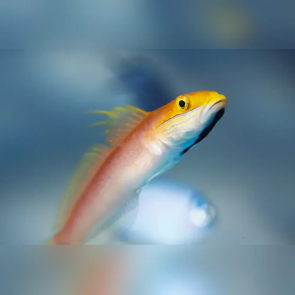 Bella Goby