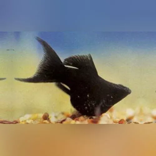 black-balloon-molly Black Balloon Molly