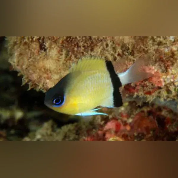 black-bar-chromis-damselfish Black Bar Chromis Damselfish