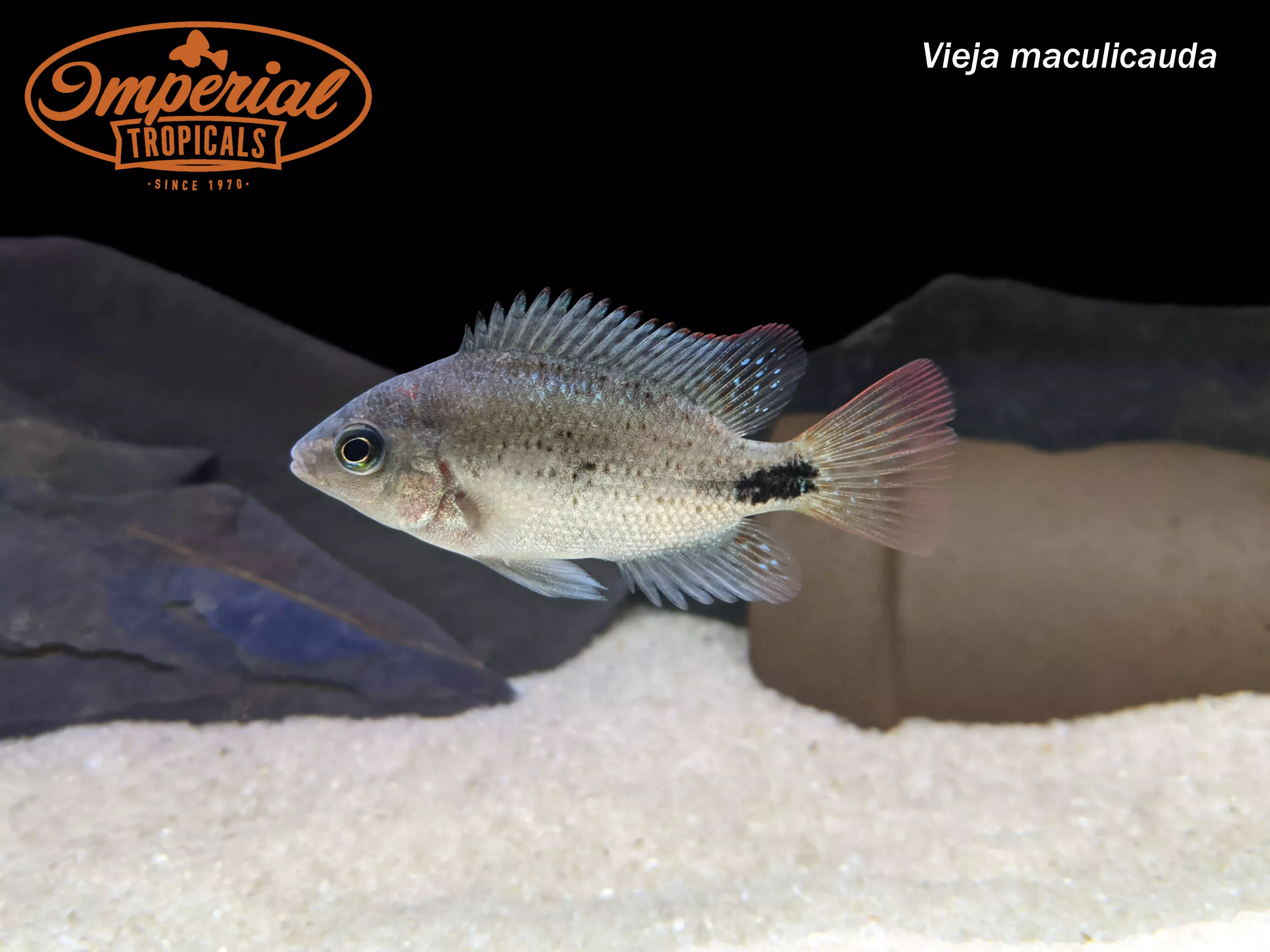 black-belt-cichlid-vieja-maculicauda Black Belt Cichlid (Vieja maculicauda)