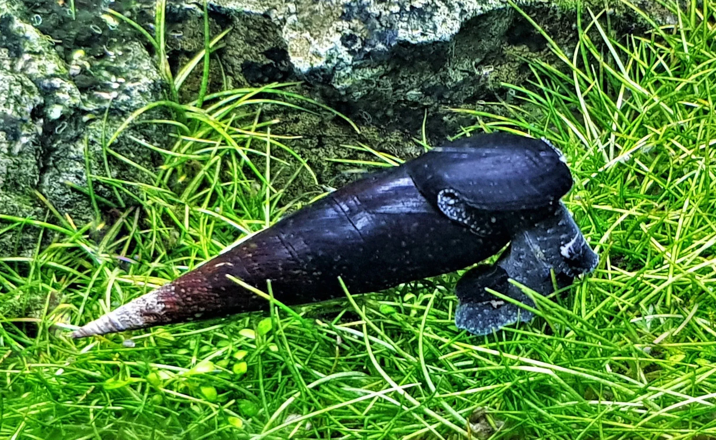 Black Devil Spike Snail