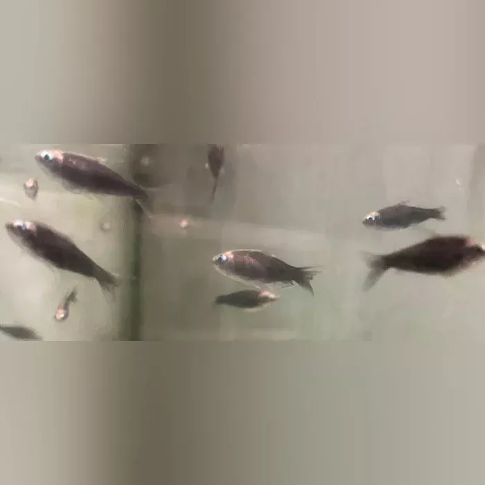 Black Emperor Tetra